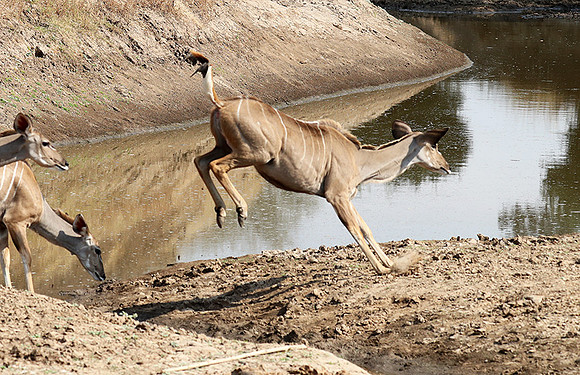 South Luangwa NP