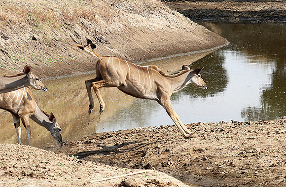 South Luangwa NP