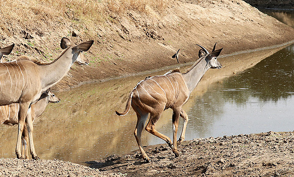 South Luangwa NP