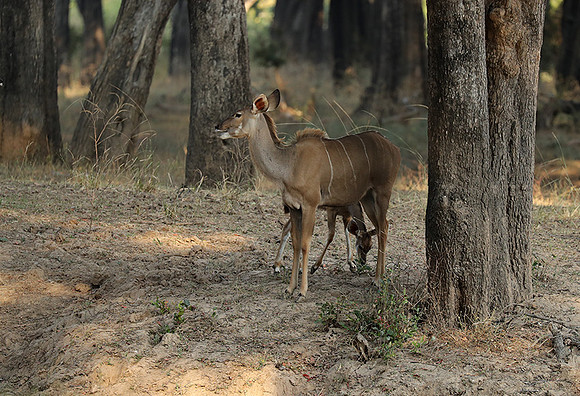 South Luangwa NP