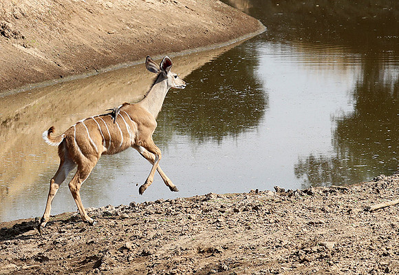 South Luangwa NP