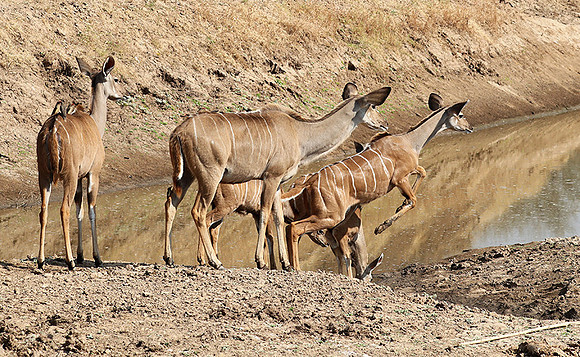 South Luangwa NP