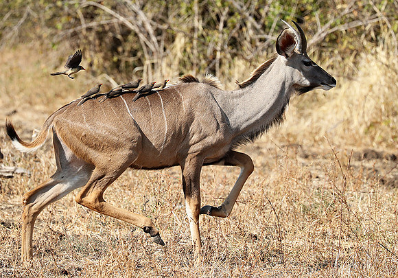 South Luangwa NP