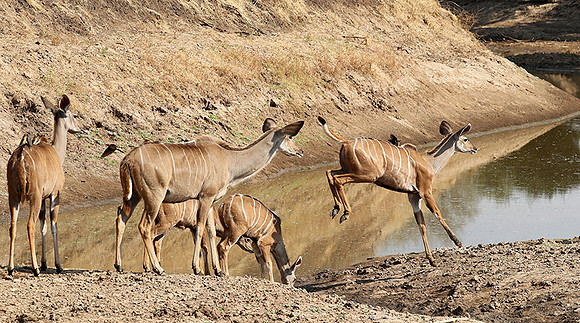 South Luangwa NP