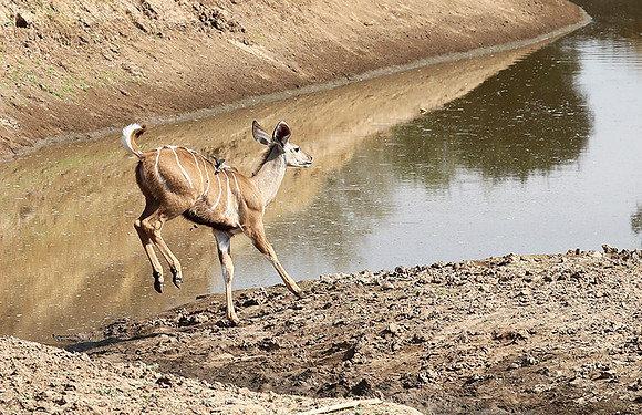 South Luangwa NP