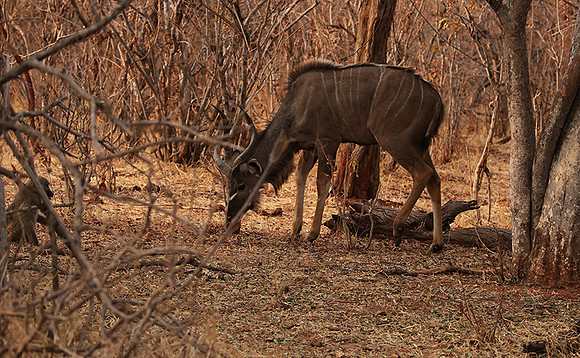 Matetsi private game reserve