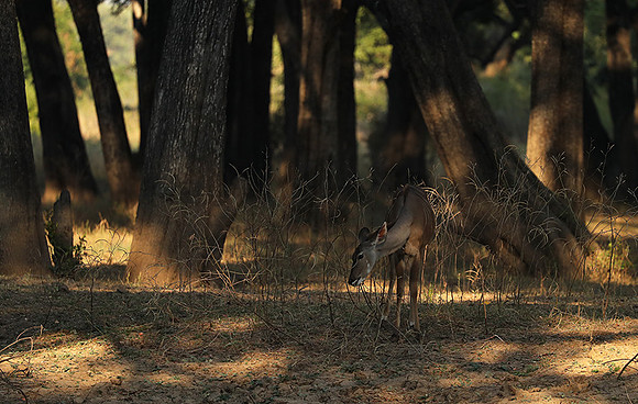 South Luangwa NP