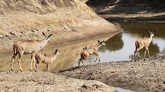 South Luangwa NP