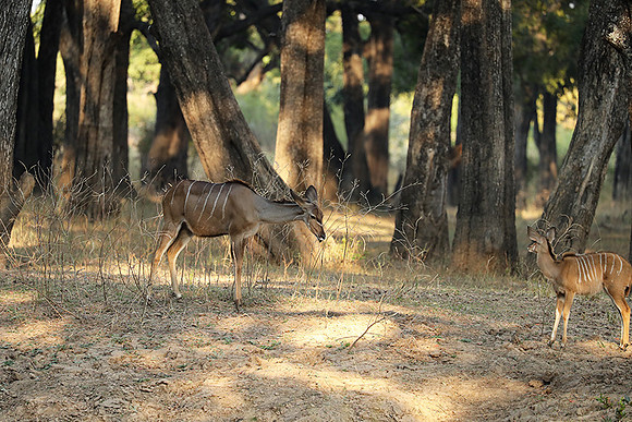 South Luangwa NP