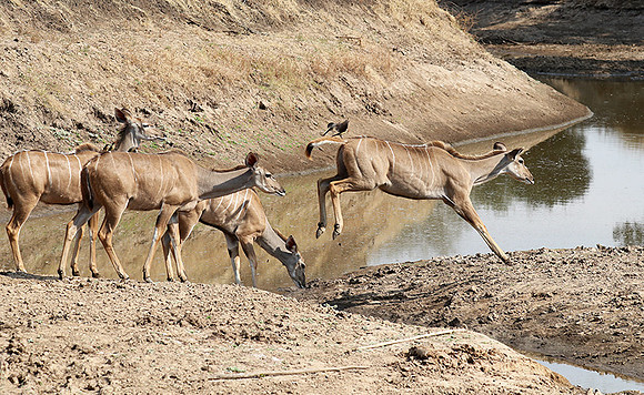 South Luangwa NP