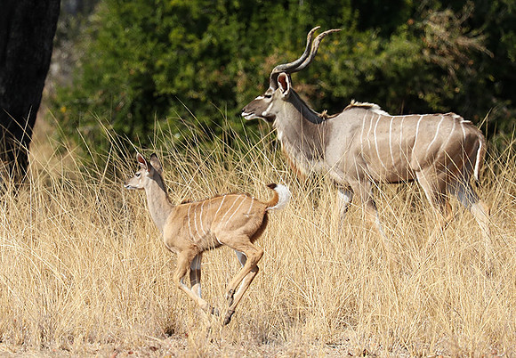 South Luangwa NP