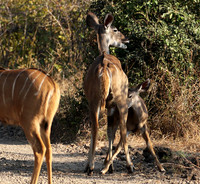 South Luangwa