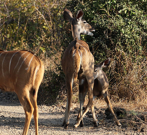 South Luangwa