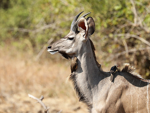 South Luangwa NP