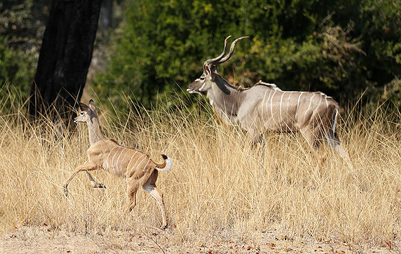South Luangwa NP