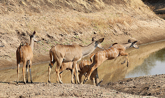 South Luangwa NP