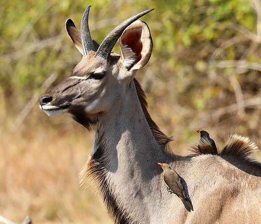 South Luangwa NP