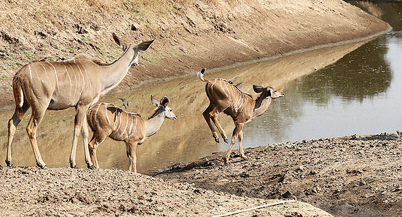 South Luangwa NP