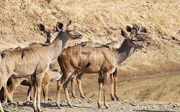 South Luangwa NP
