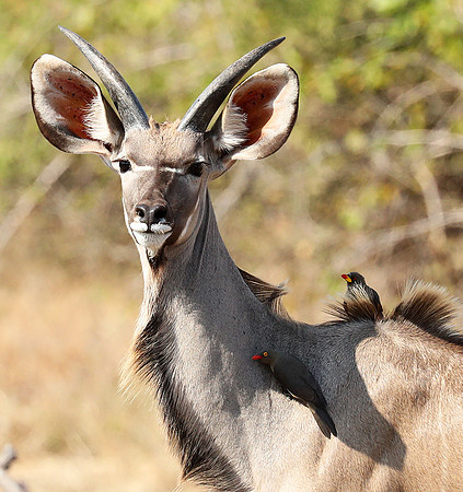 South Luangwa NP