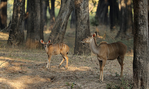 South Luangwa NP