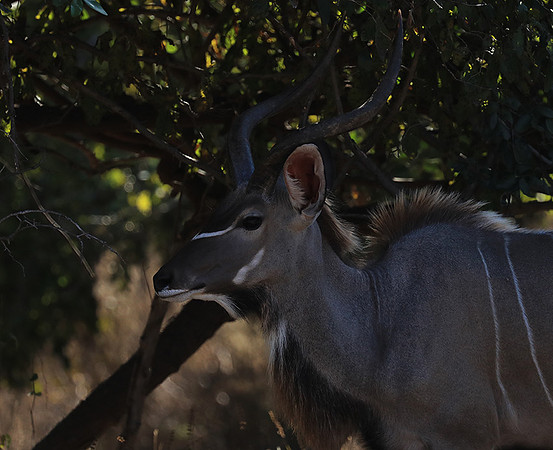 Lower Zambezi NP