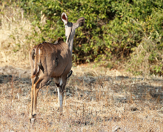 South Luangwa NP