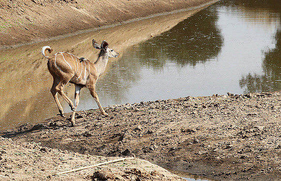 South Luangwa NP