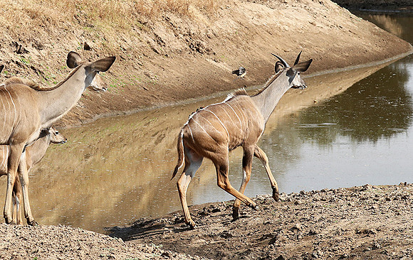 South Luangwa NP