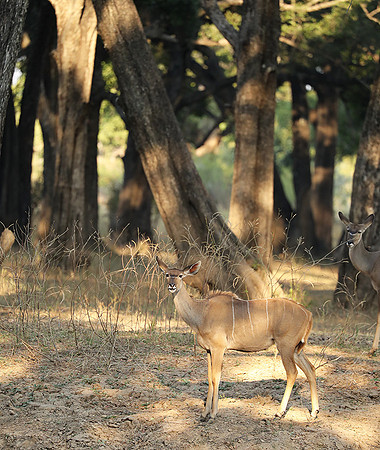 South Luangwa NP