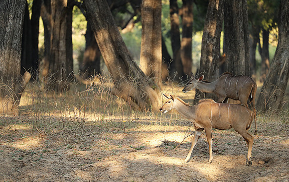 South Luangwa NP