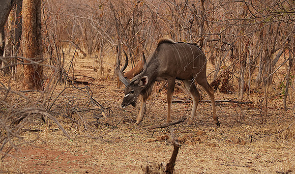 Matetsi private game reserve