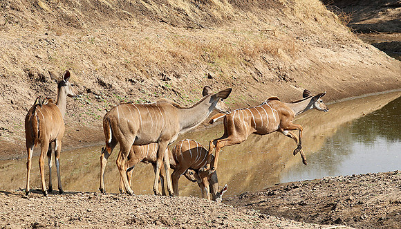South Luangwa NP