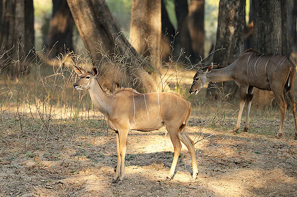 South Luangwa NP