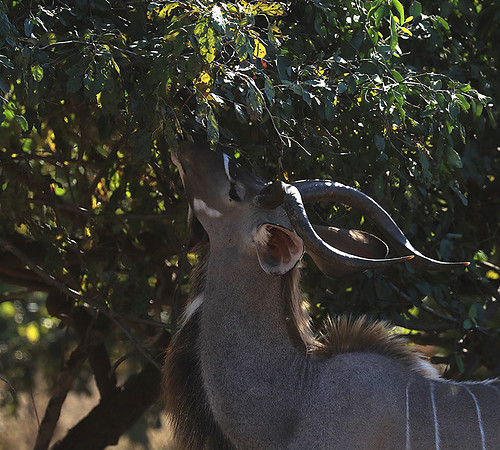 Lower Zambezi NP