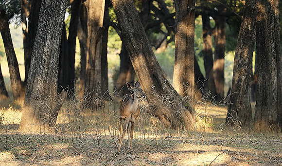 South Luangwa NP