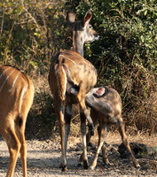 South Luangwa