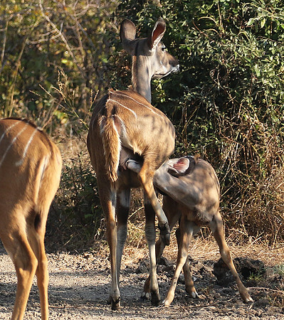 South Luangwa