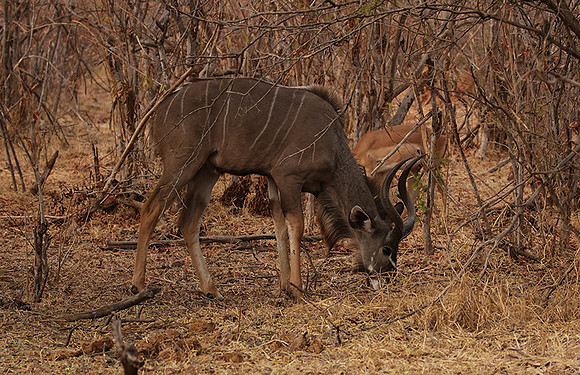 Matetsi private game reserve
