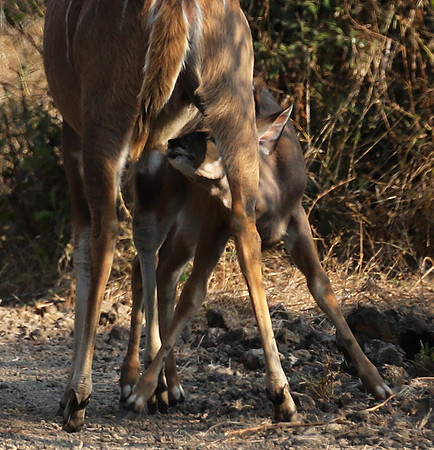 South Luangwa