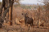 Matetsi private game reserve