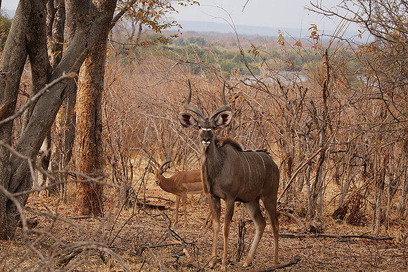 Matetsi private game reserve