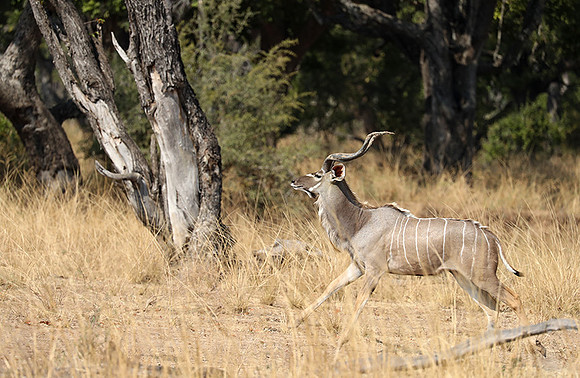 South Luangwa NP