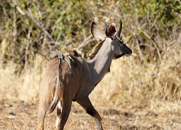 South Luangwa NP