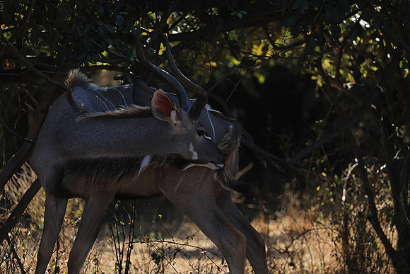 Lower Zambezi NP