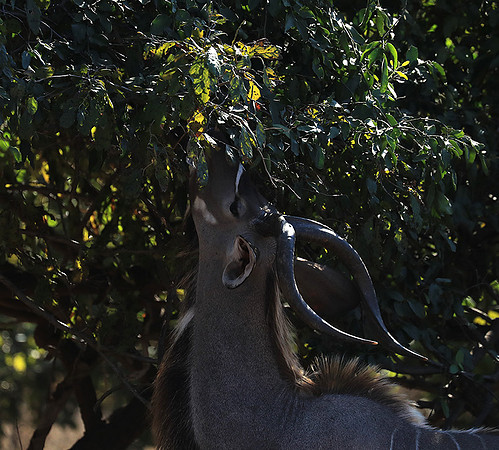 Lower Zambezi NP