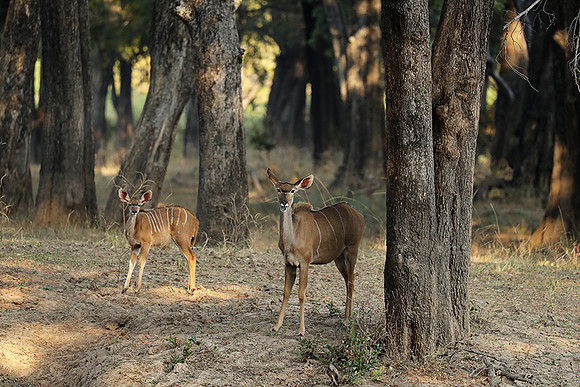 South Luangwa NP