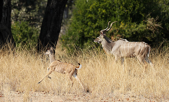 South Luangwa NP