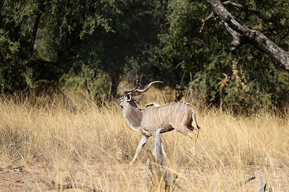 South Luangwa NP
