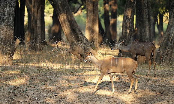 South Luangwa NP
